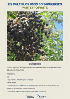 Os múltiplos usos do sabugueiro: Parte II – o fruto