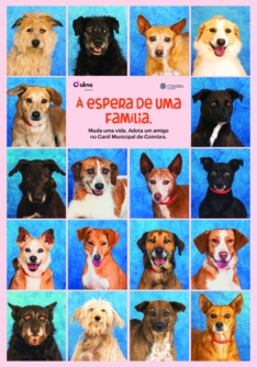 “À Espera de uma Família” Alma Shopping lança campanha de sensibilização para adoção na semana dedicada ao animal